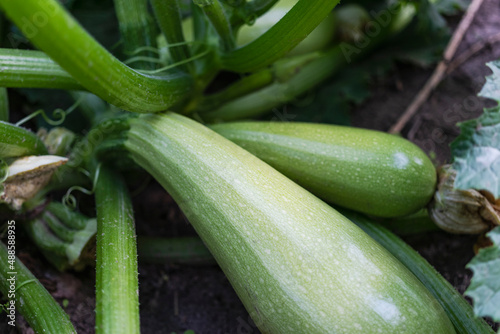 Flowering and ripe fruits of zucchini in vegetable garden - selective focus, copy space.
