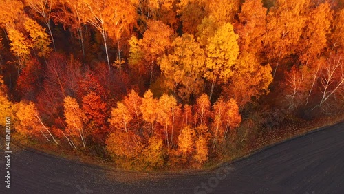 Fantastic autumn forest glows in the sunlight from a bird's eye view. Filmed in 4k, drone video.