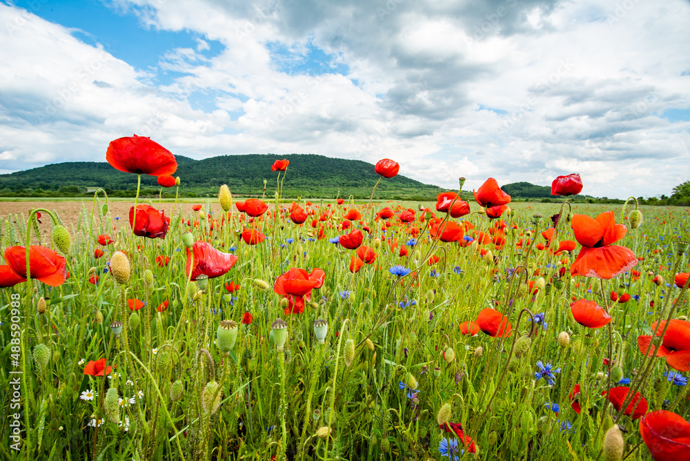 Flowers Red poppies bloom in a wild field near the mountains, the sky is covered with clouds. Glade of red poppies.