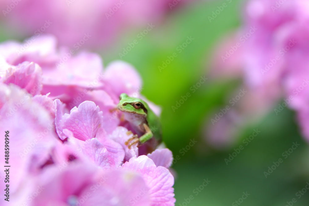 Obraz premium カエルと紫陽花