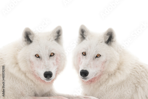 portrait of two polar wolves after prey isolated on white background