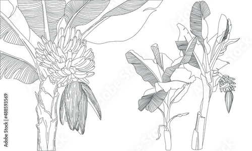 Banana tree garden line art hand drawn realistic botanical drawing. JPG image concept illustration of tropical plant.