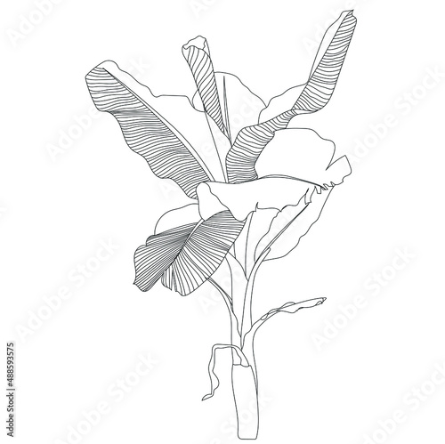 Banana tree line art hand drawn realistic botanical drawing. Vector concept illustration of tropical plant.