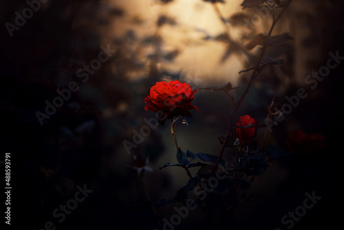 Beautiful fragrant scarlet rose flowers bloom on a bush with dark leaves in the evening twilight of summer. Nature and romance.