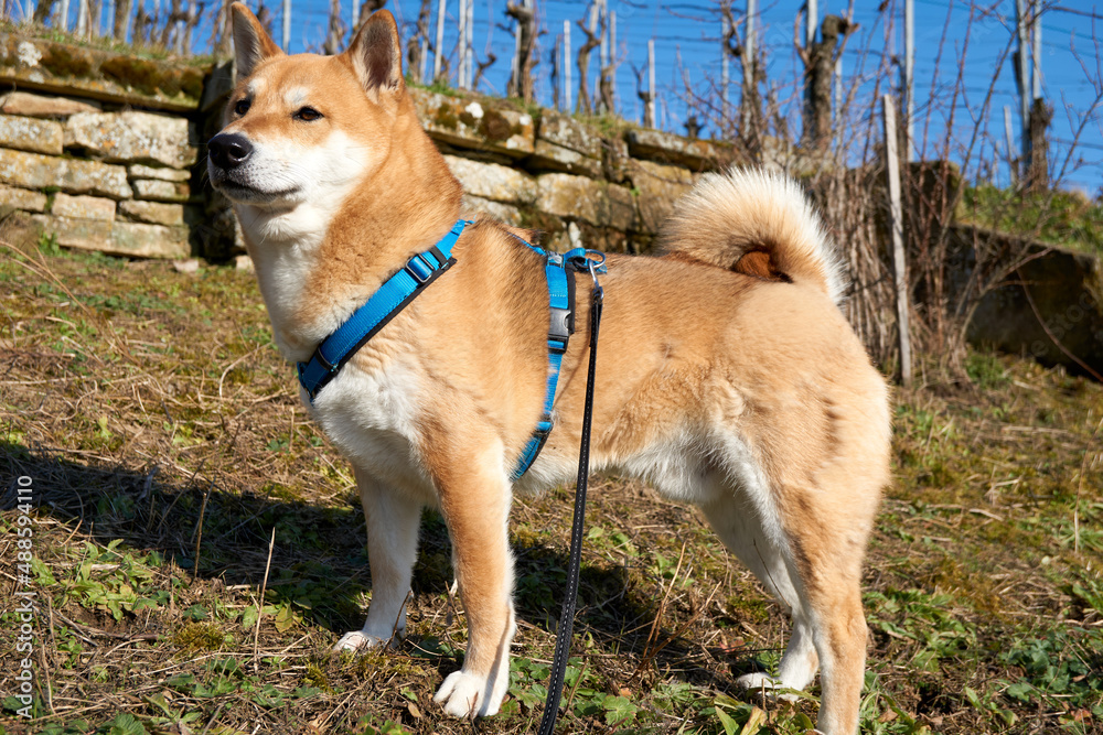 red shiba inu dog posing on a vineyard under blue sky and sunshine red shiba inu dog posing on a vineyard under blue sky and sunshine