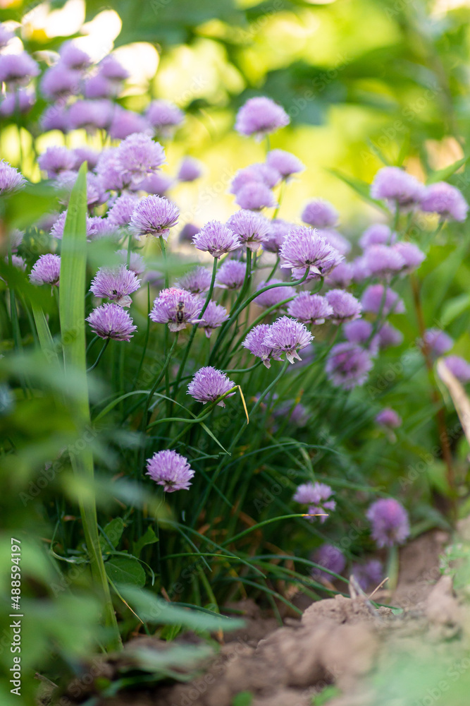 Purple chives plant in summer garden. Perfect healthy herb flowers. Chive blossom in back light. Purple chives plant in summer garden. Perfect healthy herb flowers. Chive blossom in back light.
