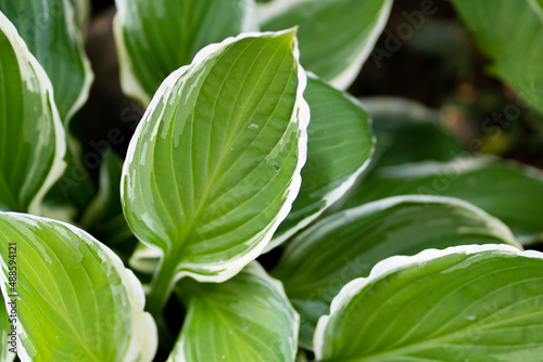 Hosta plant in the garden. Large green leaves hosta.Closeup green leaves background.