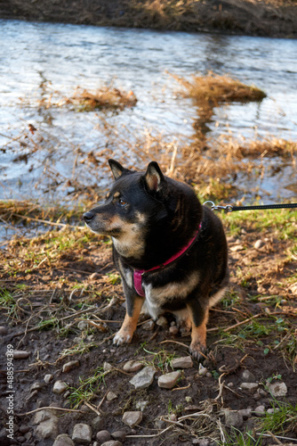 black and tan shiba inu dog posing by the river in the sunshine