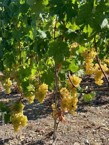 vineyard in autumn