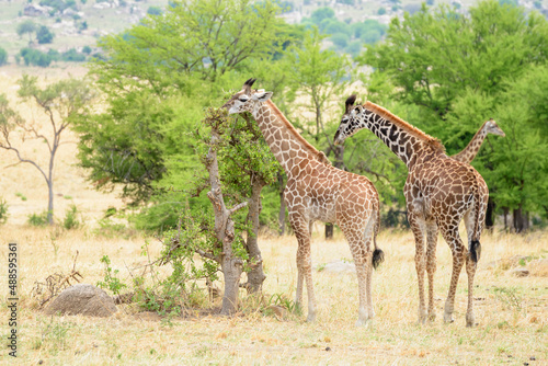 Young giraffe (Giraffa camelopardalis) feeding on an Acacia tree, Serengeti national park, Tanzania.