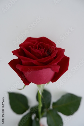 Red rose petals that stand out and are beautiful in nature.