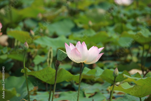 Lotus