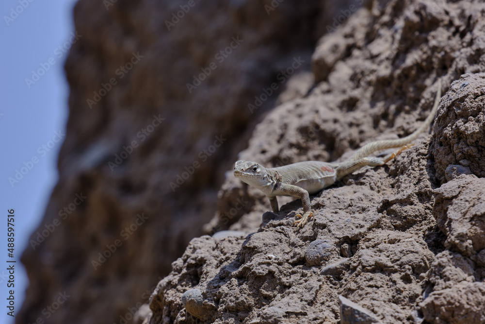Lizard of the hills (Microlophus tigris), beautiful endemic specimen of the Peruvian coast; In the photograph, an individual peeking out of a crack in the ground. Lizard of the hills (Microlophus tigris), beautiful endemic specimen of the Peruvian coast; In the photograph, an individual peeking out of a crack in the ground.