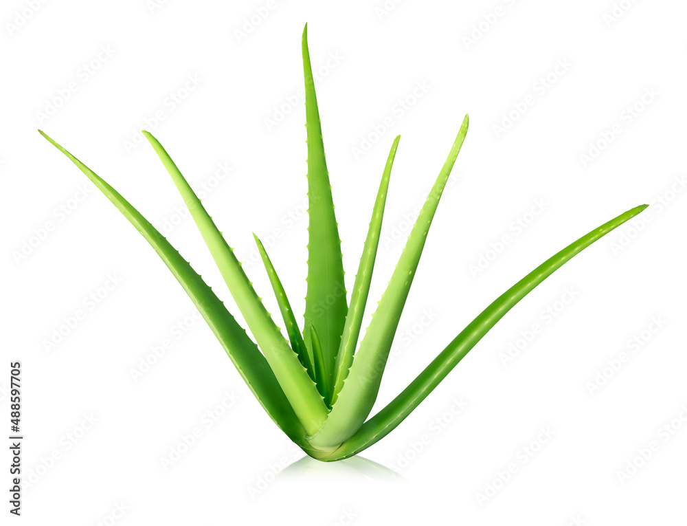Whole Aloe vera plant isolated on white background. Natural ingredient for herbal beauty products, cosmetology, dermatology, naturopathy medicine. Clipping path