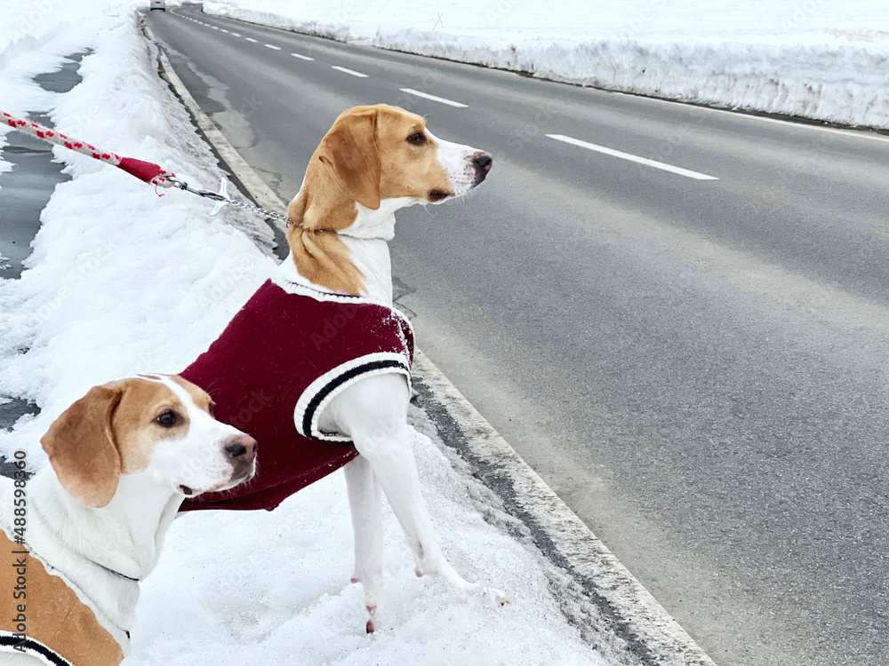 雪道の散歩中に道路に飛び出そうとする2匹の犬 雪道の散歩中に道路に飛び出そうとする2匹の犬