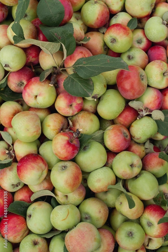 Juicy red-green apples. New crop Juicy red-green apples. New crop