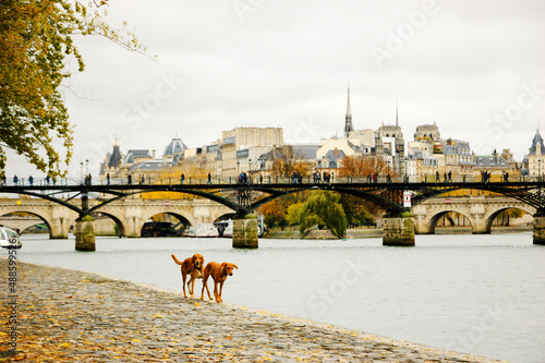 Canvas Print Paris, France. Two dogs walking at Seine river embankment.