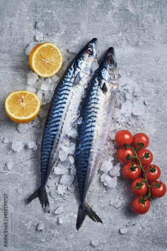 Fresh raw mackerel fish on gray table with ice ready to cook. Fresh mackerel fish seafood