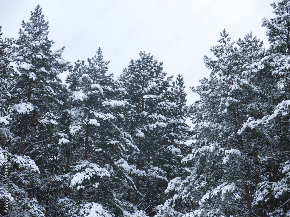 fluffy snow-covered pine trees stand like a wall against the gray sky fluffy snow-covered pine trees stand like a wall against the gray sky