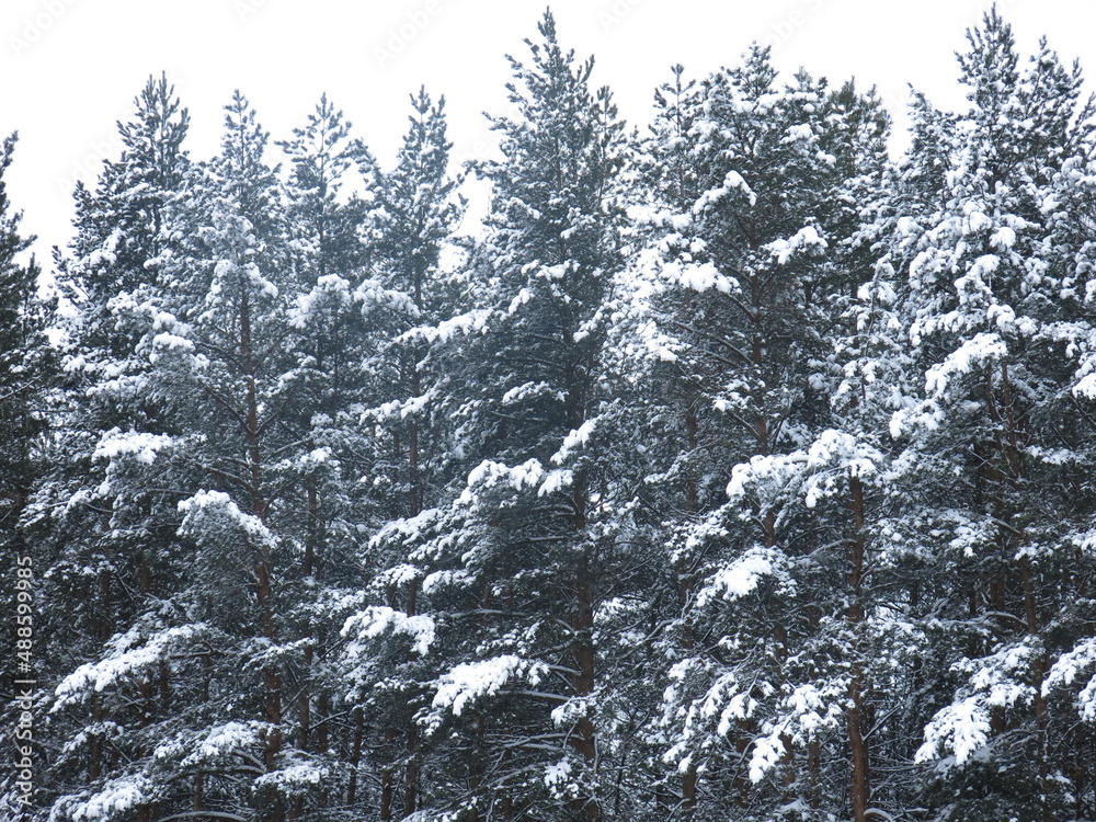 fluffy snow-covered pine trees stand like a wall against the gray sky fluffy snow-covered pine trees stand like a wall against the gray sky