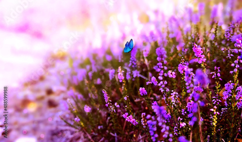 Tiny blue butterfly sitiing on the purple blooming flower. Spring landscape background. Beautiful blooming purple flowers lavender.Summer or spring sunny day