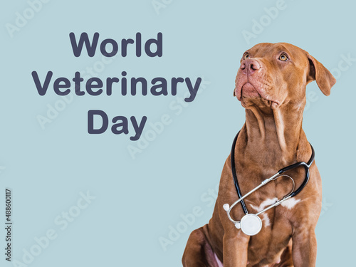World Veterinary Day. Lovable, pretty puppy of brown color. Closeup, indoor, isolated background. Day light. Pet care concept