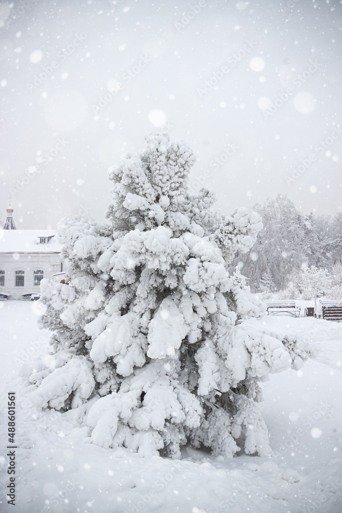 Fototapeta premium Pine tree covered with fluffy white snow and hoarfrost. Wintertime landscape with strong blizzard at gloomy day
