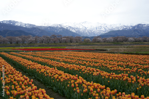 Many tulips named World Peace are in full bloom against the backdrop of the Tateyama mountain range with the remaining snow.