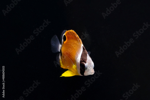 チョウチョウウオの幼魚 photo