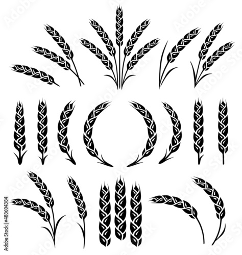 set of wheat, barley, rye spikelets and ears