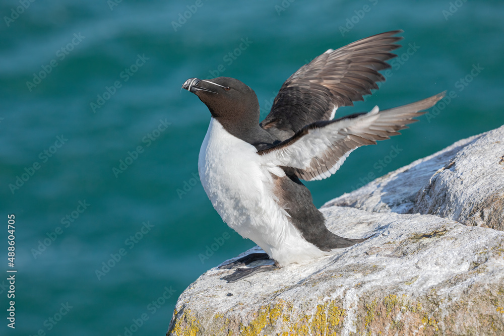 Razorbill stretching its wings Razorbill stretching its wings