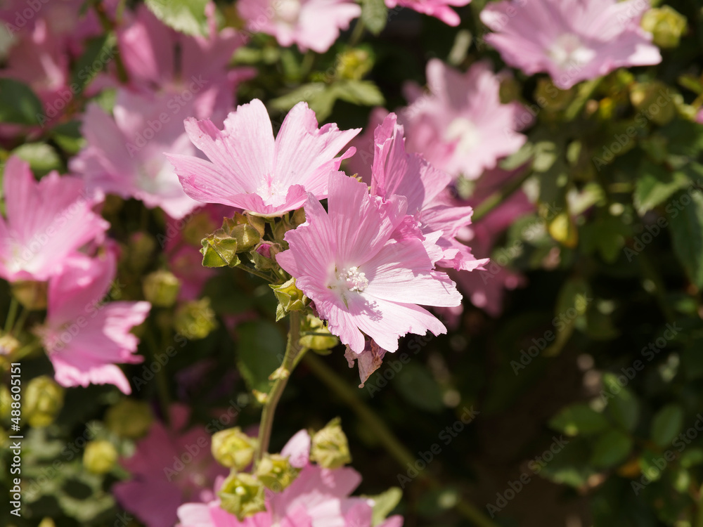 Malva alcea 'fastigiata' - Mauves alcées ou mauves érigées à fleurs en coupes ouvertes mauve pâle - obrazy, fototapety, plakaty 