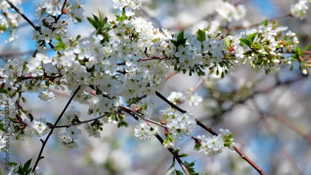 Twig with young blossoming leaves in the spring. Young tree growing at the spring. Close-up. Ecological and birth concept. Cherry blossoms, bees collect nectar, light wind and sounds of nature Twig with young blossoming leaves in the spring. Young tree growing at the spring. Close-up. Ecological and birth concept. Cherry blossoms, bees collect nectar, light wind and sounds of nature