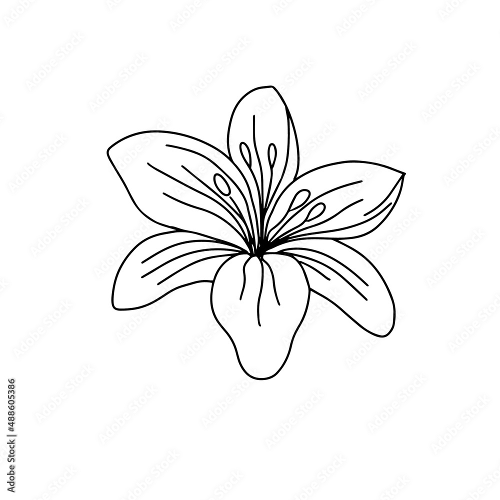hand drawn exotic tropical lily petals flower seamless art for tattoo or decor composition . vector illustration romantic botanic island theme black contour graphic plant isolated on white background