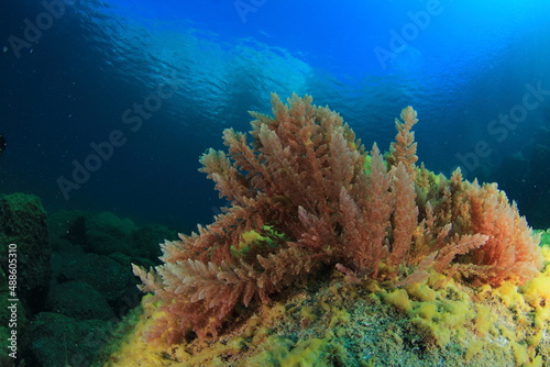 Red algae on top of a rock surrounded by seagrass on a bright day