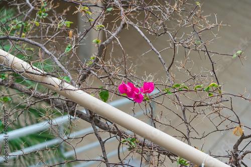 pink flowers