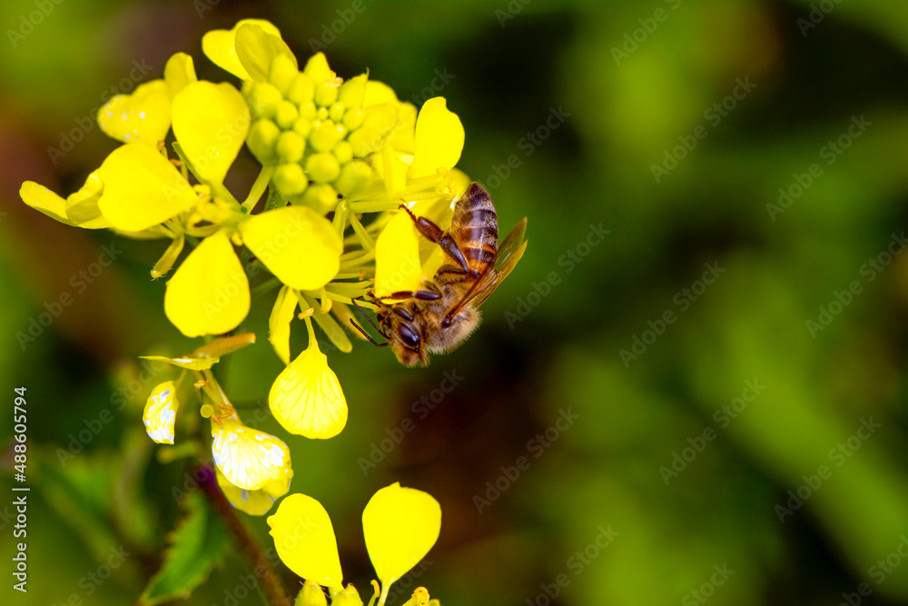 Close Up beautiful Bee macro in green nature Close Up beautiful Bee macro in green nature