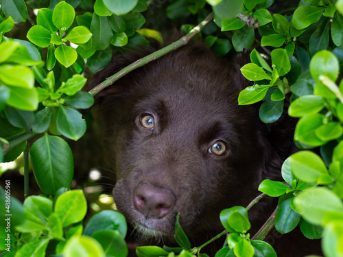 dog in bush