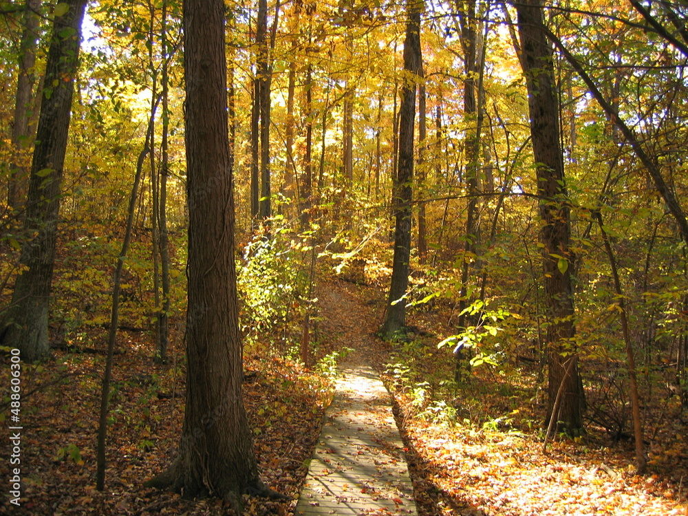 Obraz premium Autumn Bridge