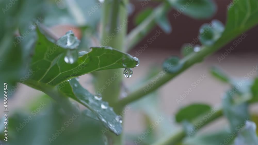 water rain drop falling onto leaf slow motion 4k water rain drop falling onto leaf slow motion 4k