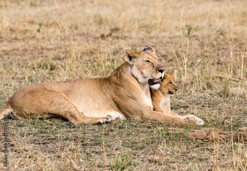 Lioness and her Cub. Taken in Kenya