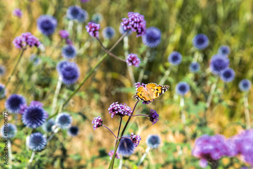 Beautiful orange butterfly on a flower. Summer natural background.