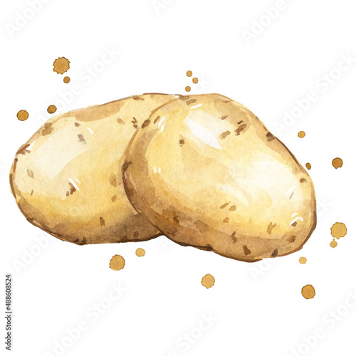 fresh potatoes watercolor painting