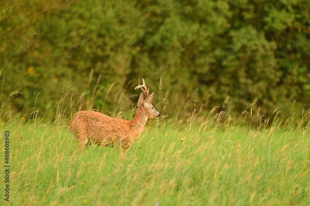 Portrait of roe deer with antlers on the meadow in rut season Portrait of roe deer with antlers on the meadow in rut season