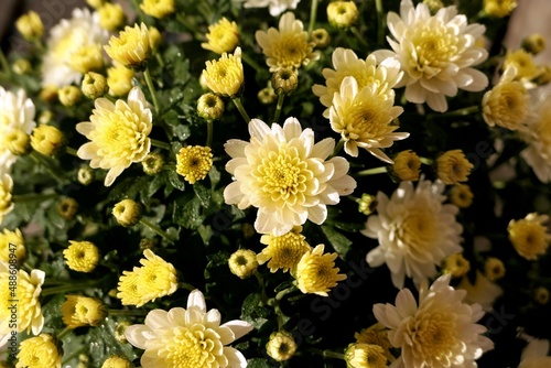 Tiny dewy yellow-white chrysanthemum flowers close up
