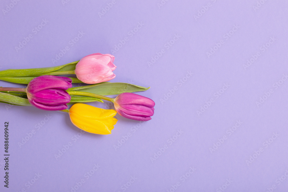 tulips on violet paper background