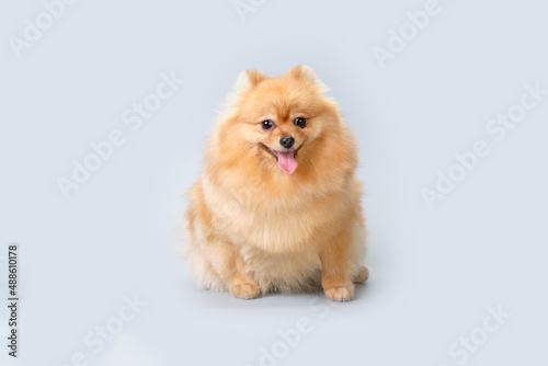 Red Pomeranian dog sits after visiting a groomer on a light background