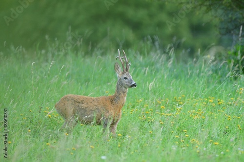 Fototapeta Naklejka Na Ścianę i Meble -  Herd of roe deer grazing on the green pasture