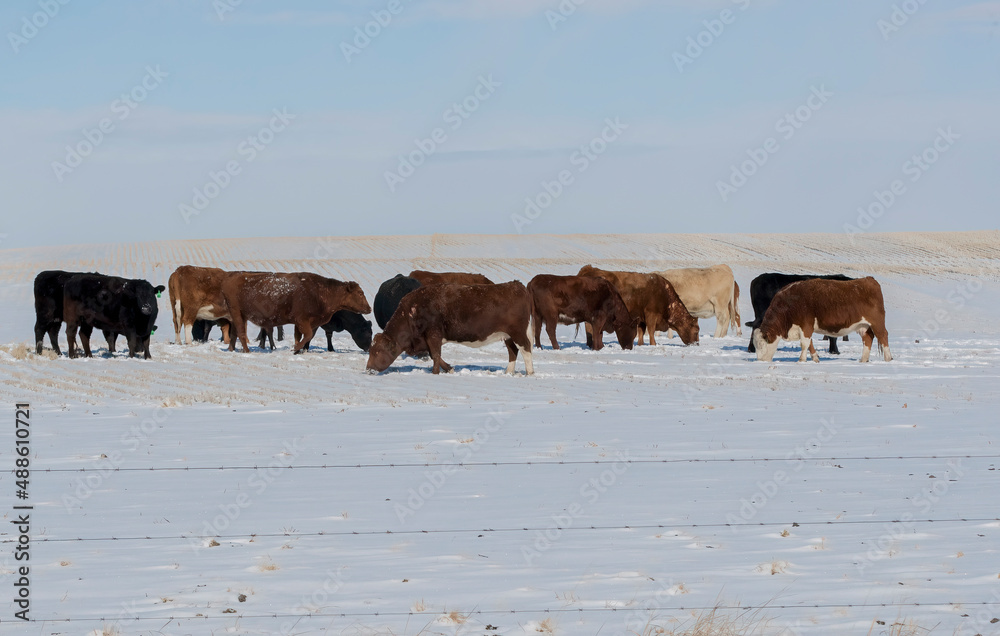 Beef Cattle. A small herd of beef cattle in a farm field during the winter season