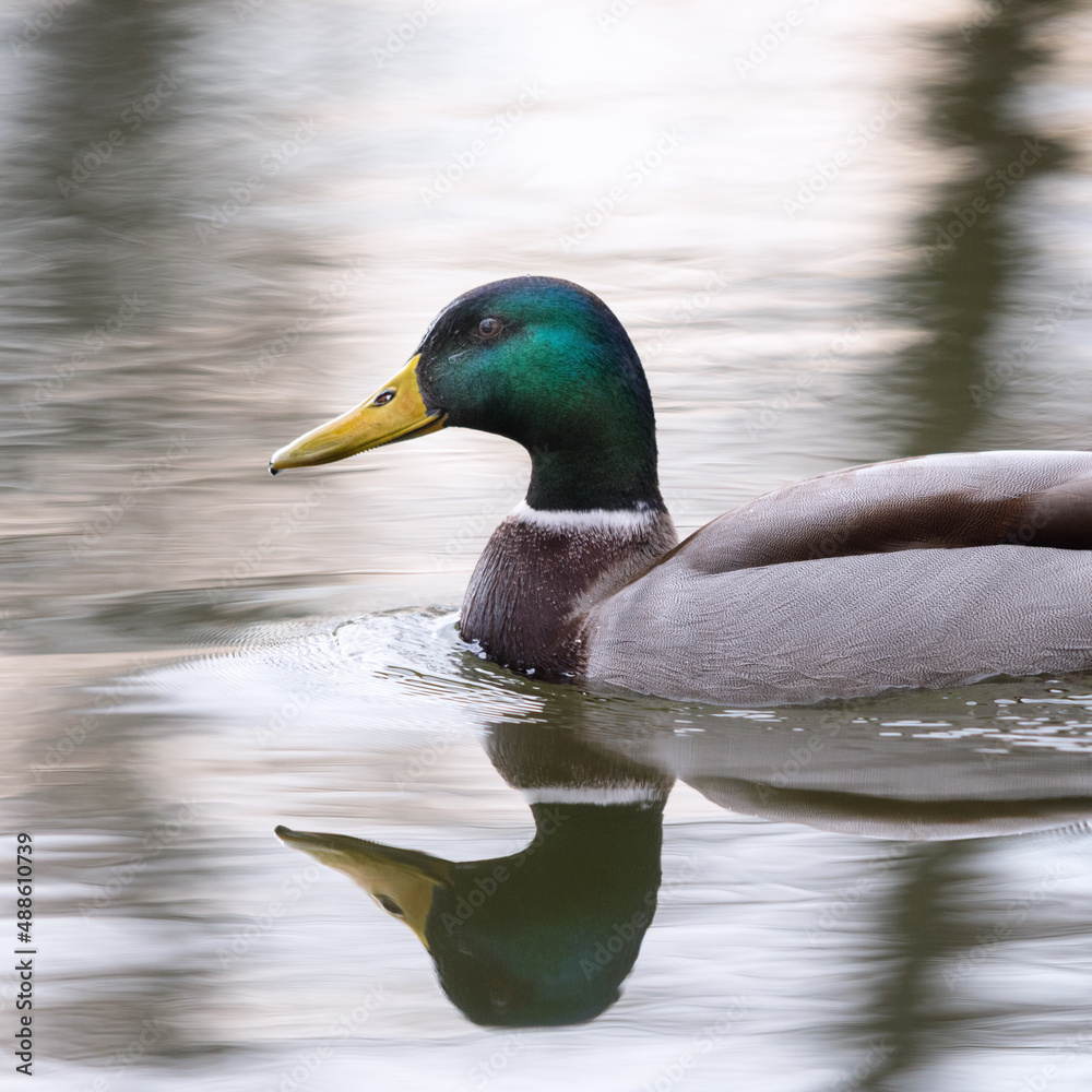Fototapeta premium Portrait of a male mallard swimming in water